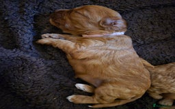 Cavapoo dogs for sale: Cavapoo Puppies (1 LEFT) - Image 9