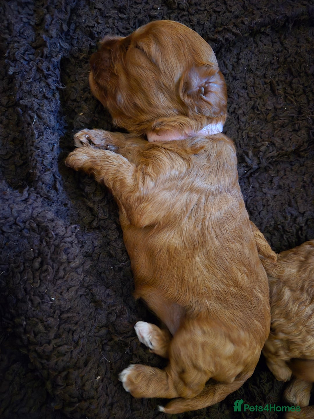 Cavapoo dogs for sale: Cavapoo Puppies (1 LEFT) - Image 9