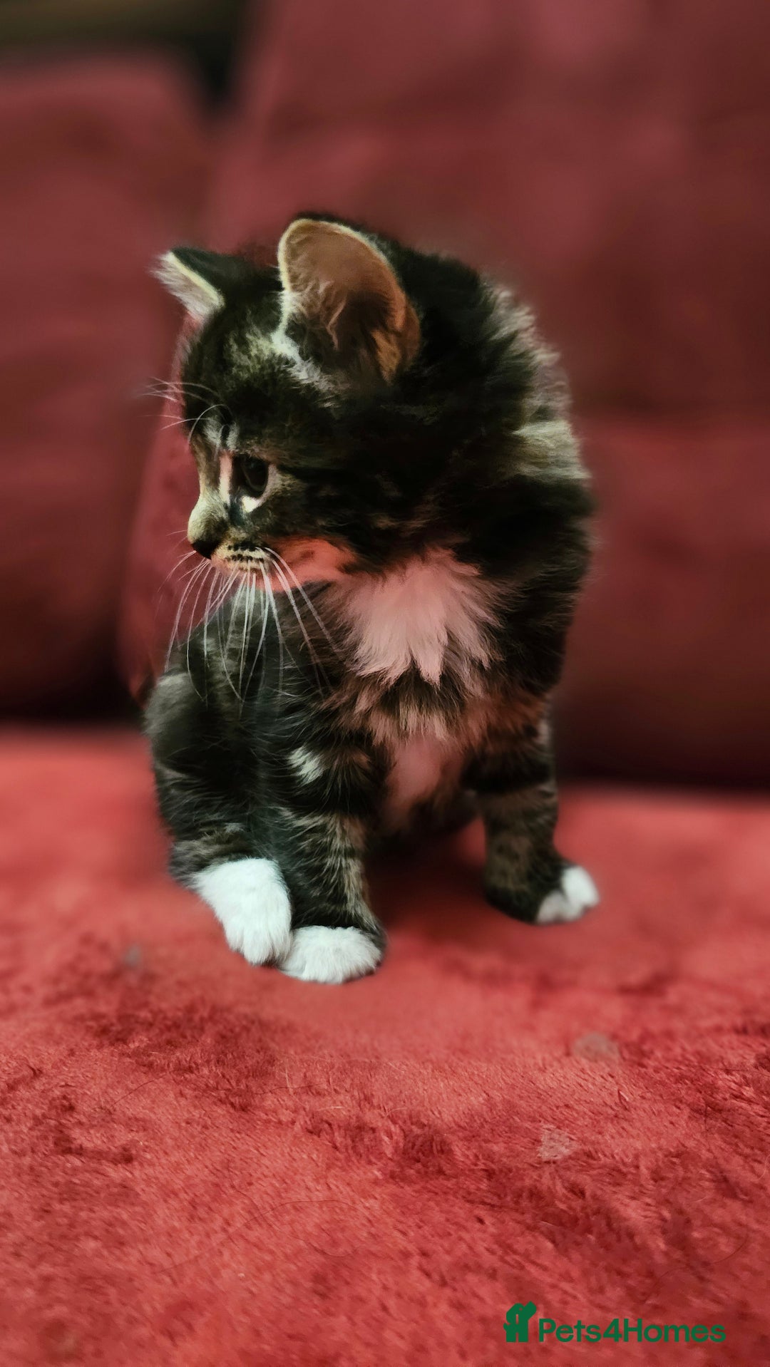 Mixed Breed cats for sale: adorable kittens are looking for a new home - Image 7