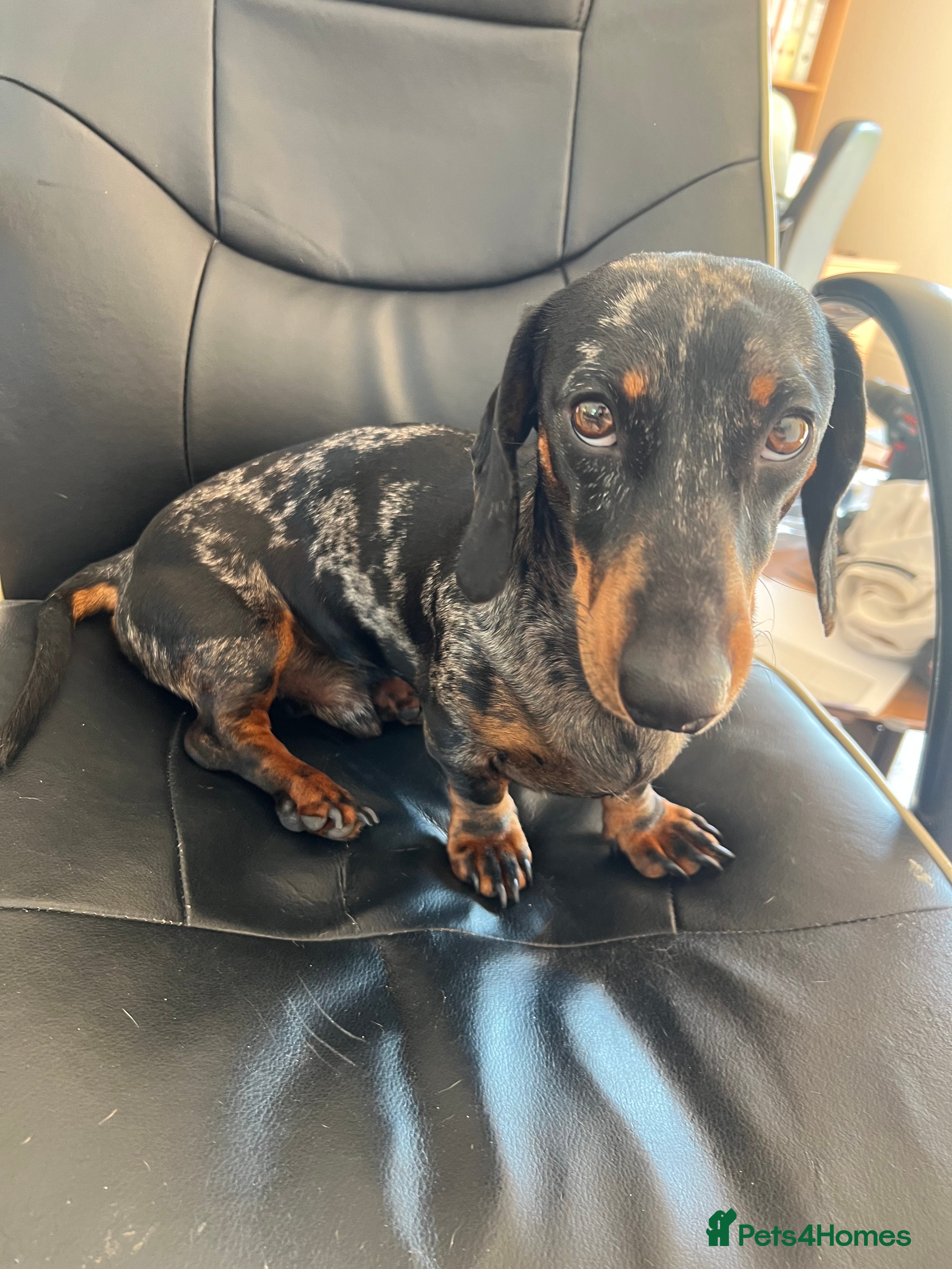 Miniature Dachshund dogs Miniature dachshund tri merle boy stud  in Bishop's Stortford - Advert 19