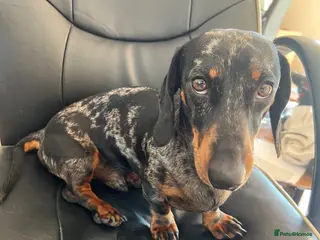 Miniature Dachshund dogs Miniature dachshund tri merle boy stud in Bishop's Stortford - Advert 1