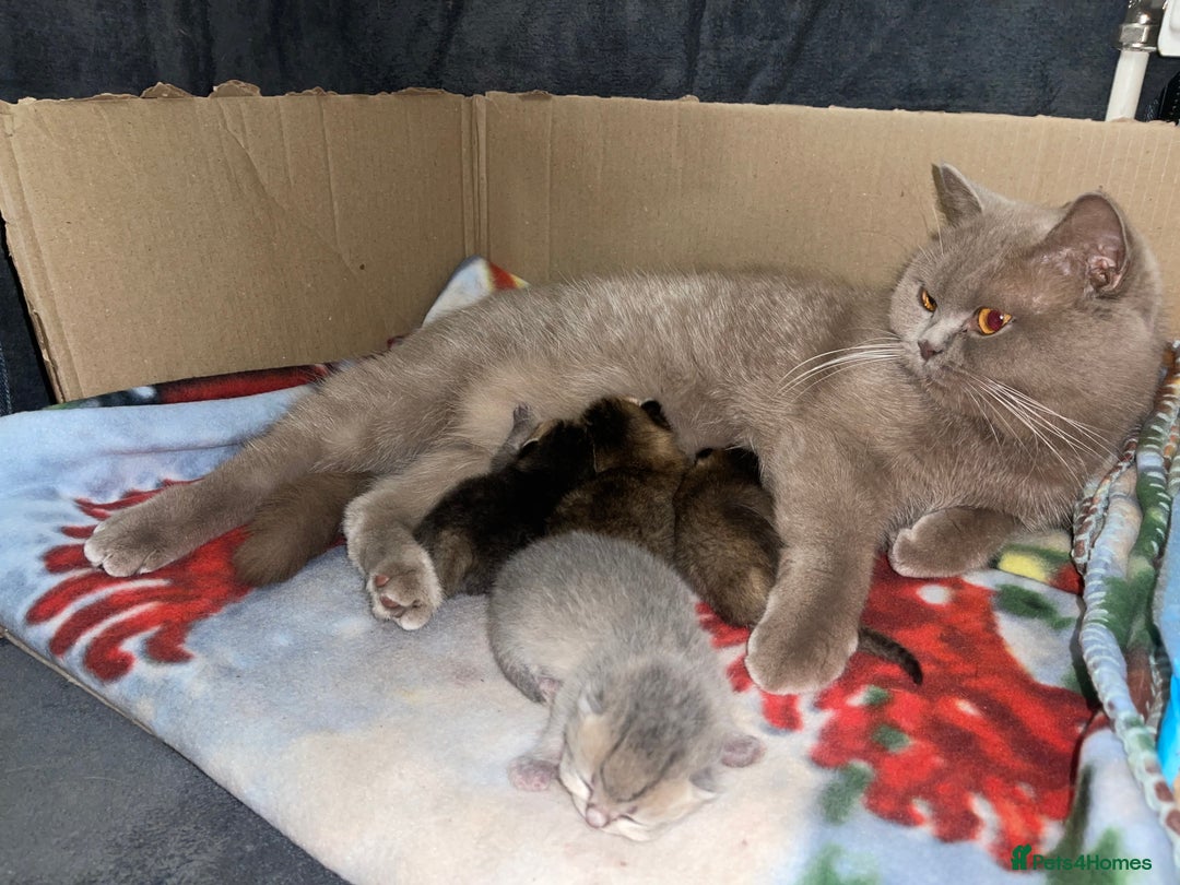 British Shorthair cats for sale: 4 adorable kitties for sale TICA registered - Advert 3