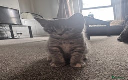 Maine Coon cats for sale: Beautiful Maincoon mix  - Image 17