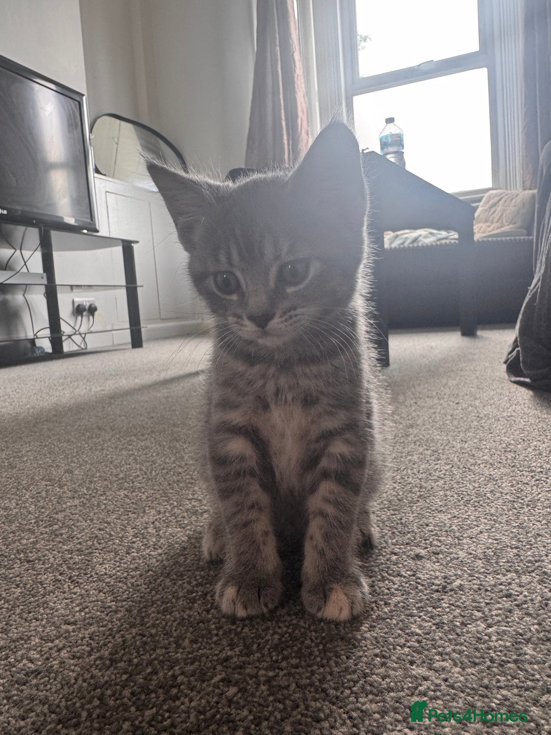 Maine Coon cats for sale: Beautiful Maincoon mix  - Image 17