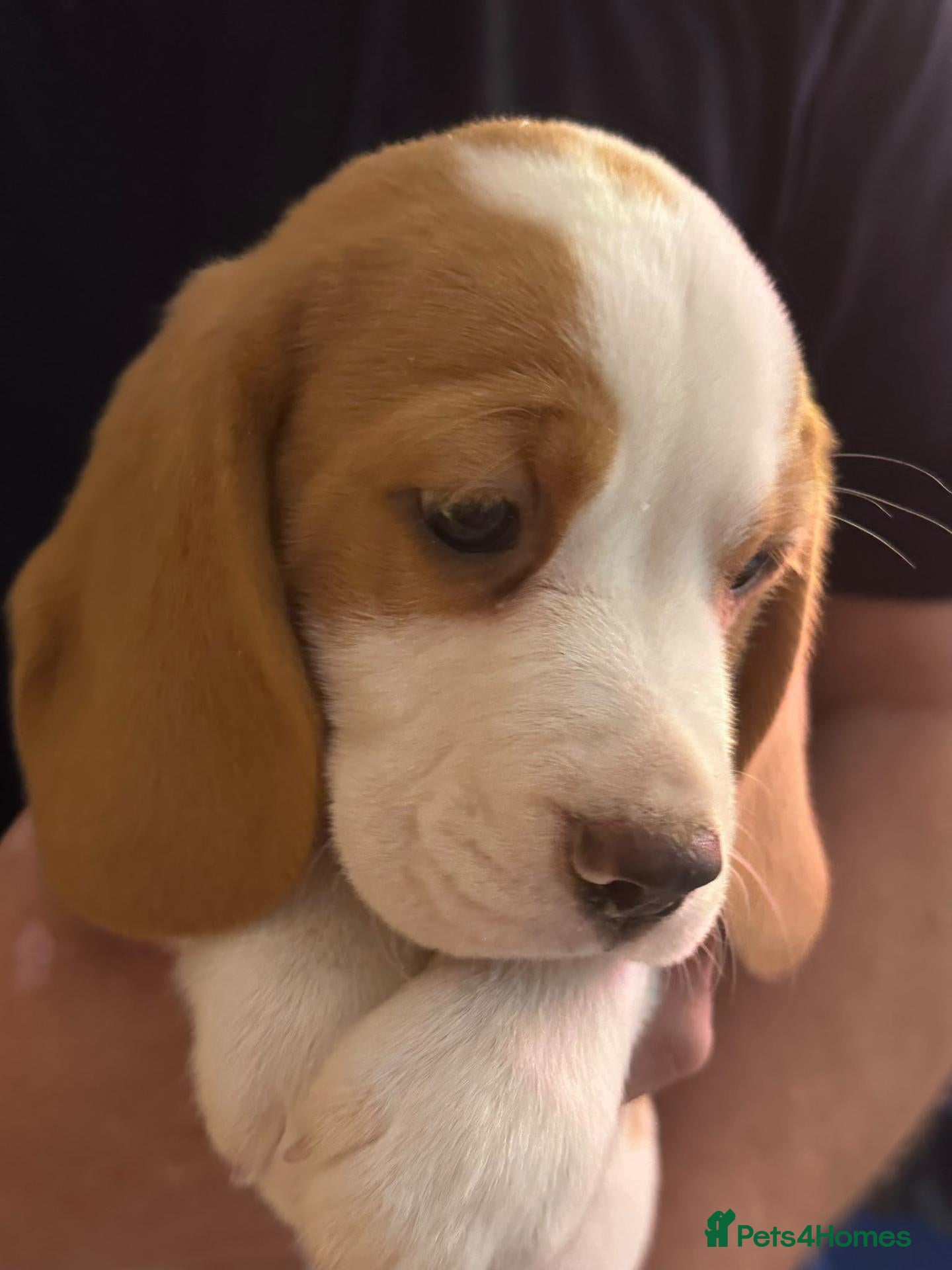 Beagle dogs KC REGISTERED MALE PUPPY - Advert 2