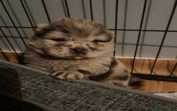 Chow Chow dogs for sale: Merle Chow Chow puppies  - Advert 7