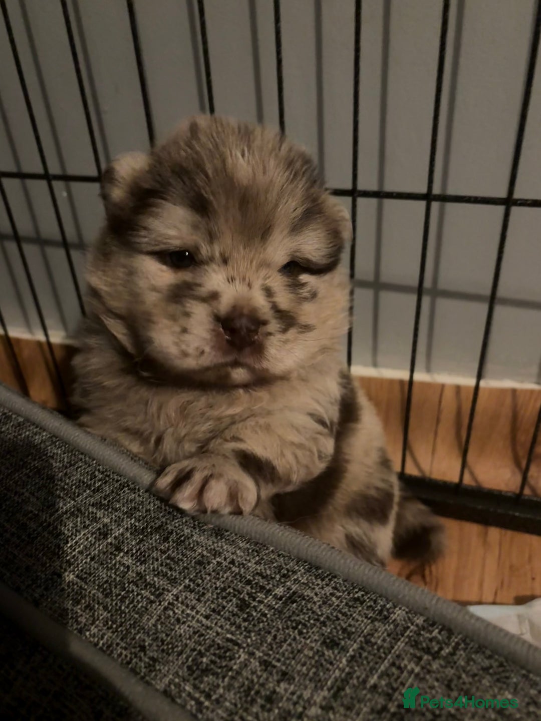 Chow Chow dogs for sale: Merle Chow Chow puppies  - Advert 7