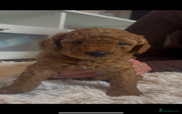 Labradoodle dogs for sale: 🐾AVAILABLE TO VIEW! - Fox Red Labradoodle Pups 🐾 - Image 7