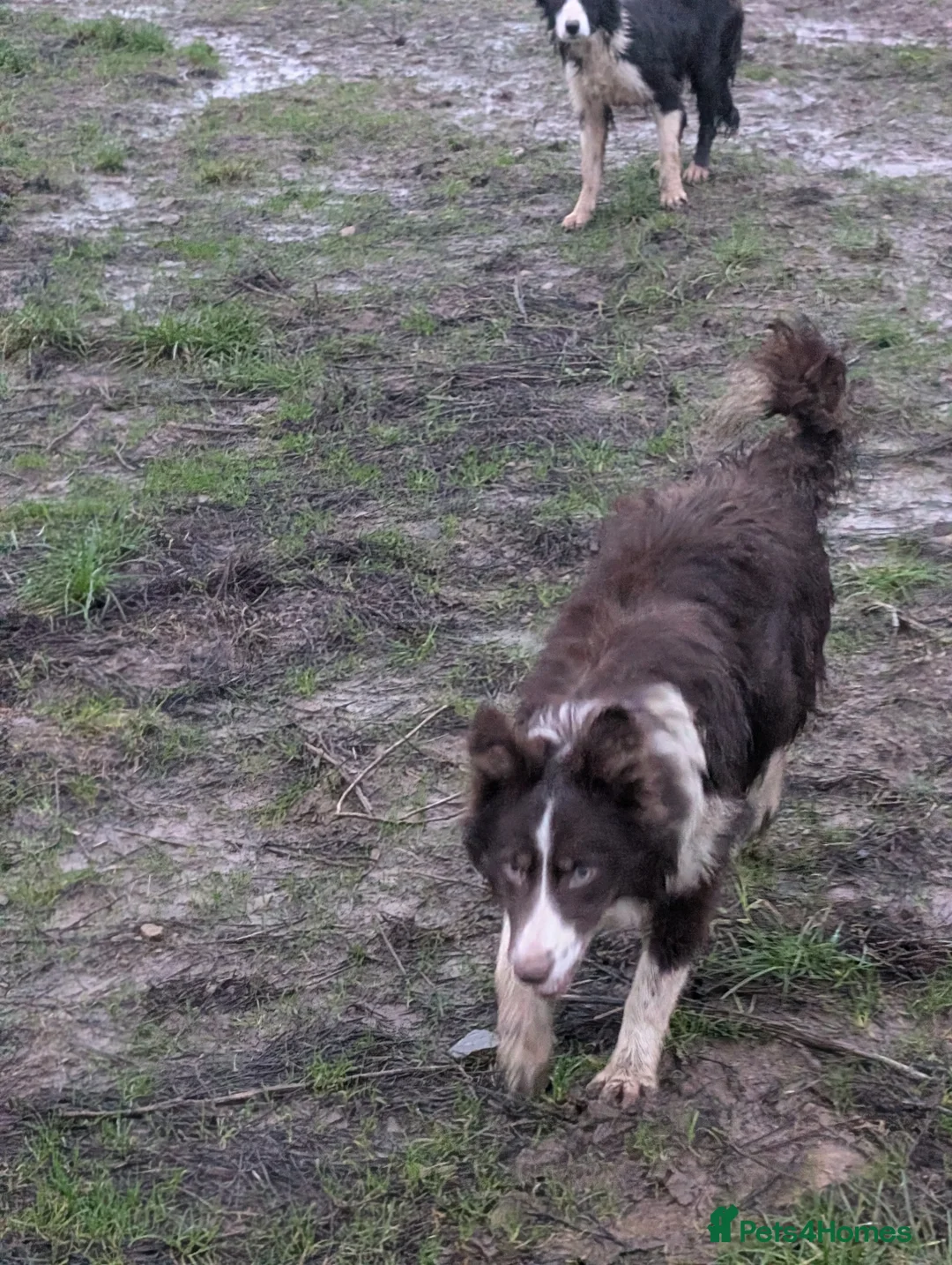 Border Collie dogs for sale: Sophie isds reg , red Tri bitch  - Advert 10