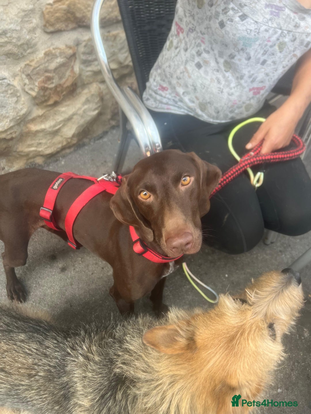 German Shorthaired Pointer dogs for adoption: Rucha, female German Shorthaired Pointer, aged 2 - Image 19