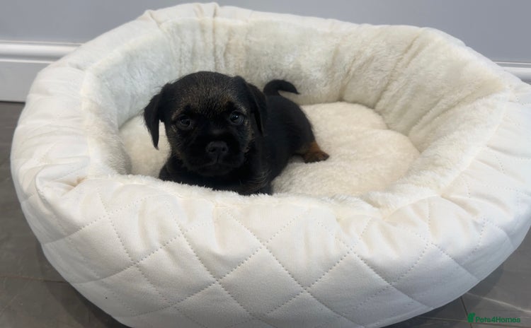 Border Terrier dogs - Advert 2