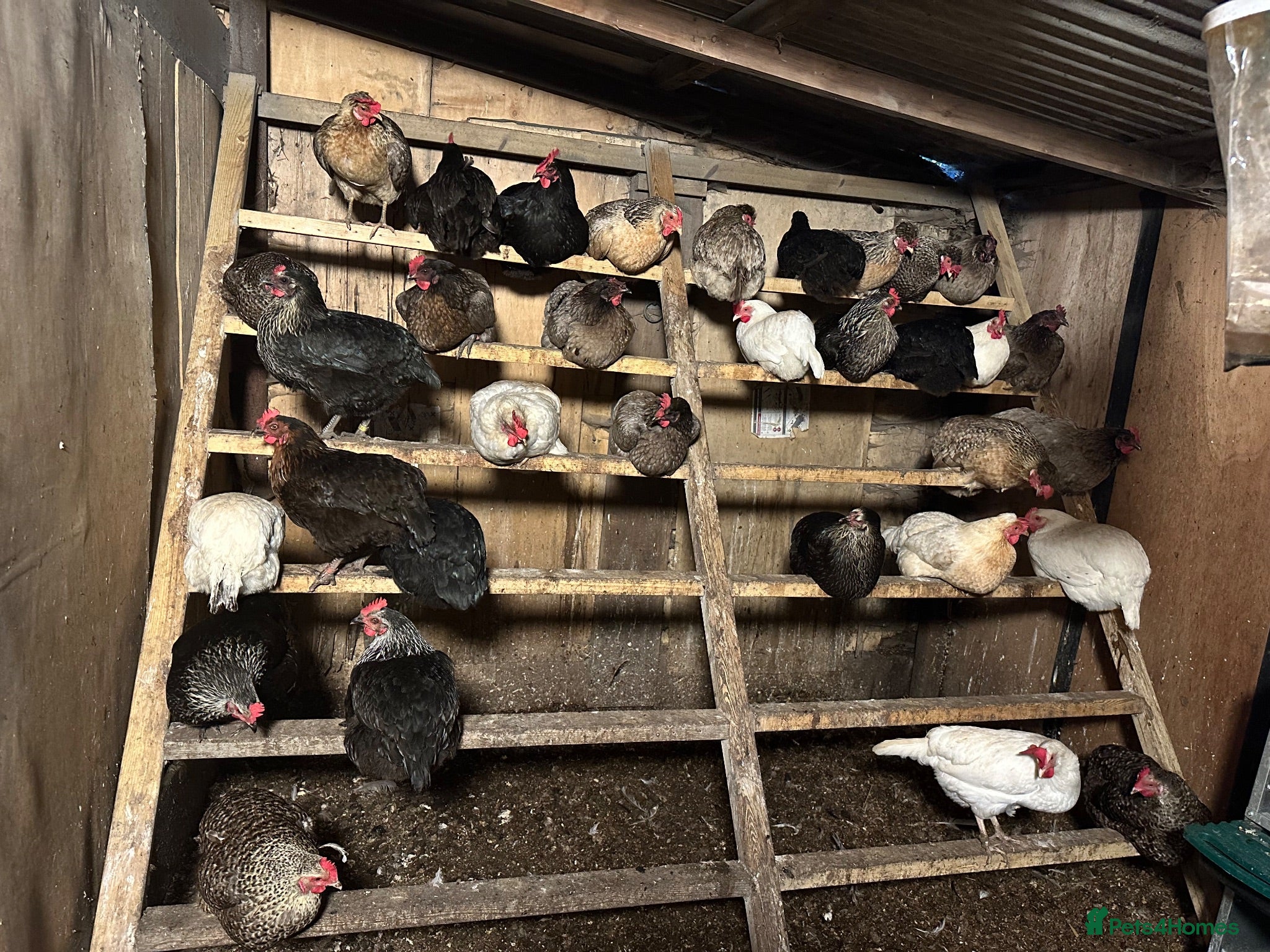 Chickens poultry Hybrids and Pure Breeds - Advert 1