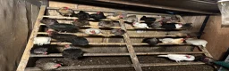 Chickens poultry for sale: Hybrids and Pure Breeds in Swadlincote - Advert 1