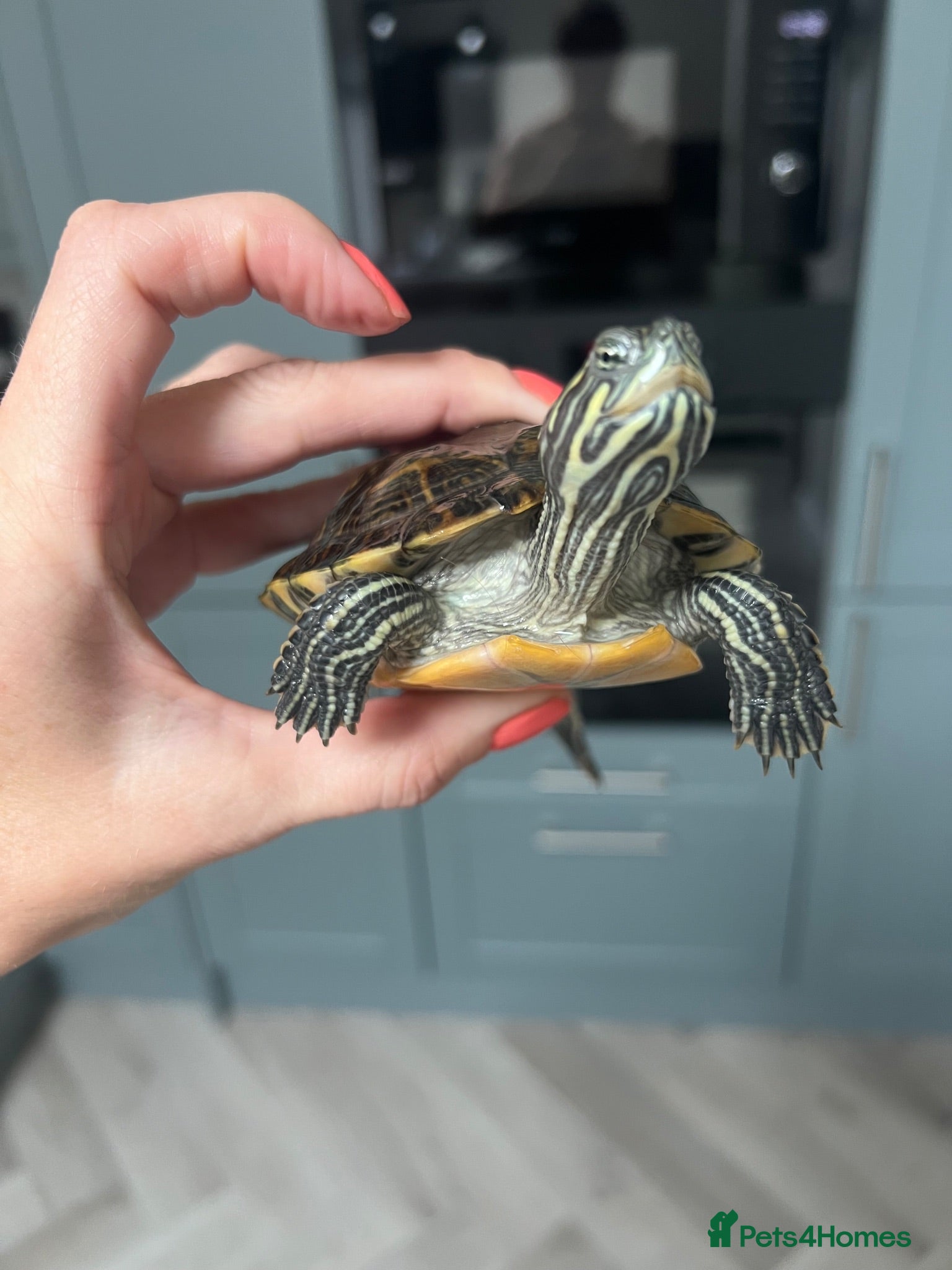 Terrapin reptiles 2x diamondback terrapins & juwel tank setup - Advert 1