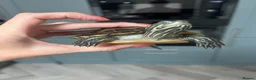 Terrapin reptiles for sale: 2x diamondback terrapins & juwel tank setup - Advert 1