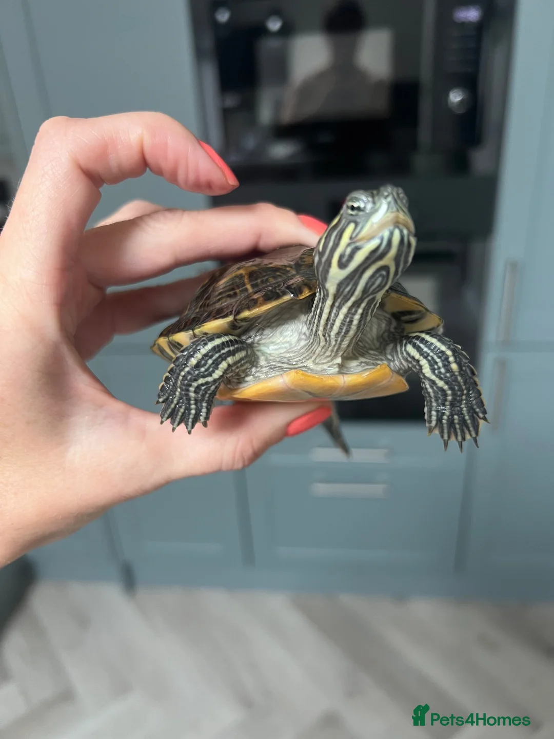 Terrapin reptiles for sale: 2x diamondback terrapins & juwel tank setup - Advert 1