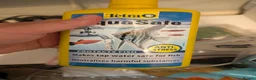Tetras fish for sale: Well Established Fluval Fish Tank in Runcorn - Advert 27