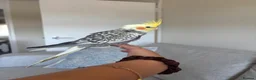 Cockatiels birds for sale: 2 cockatiels pair in Romsey - Advert 7