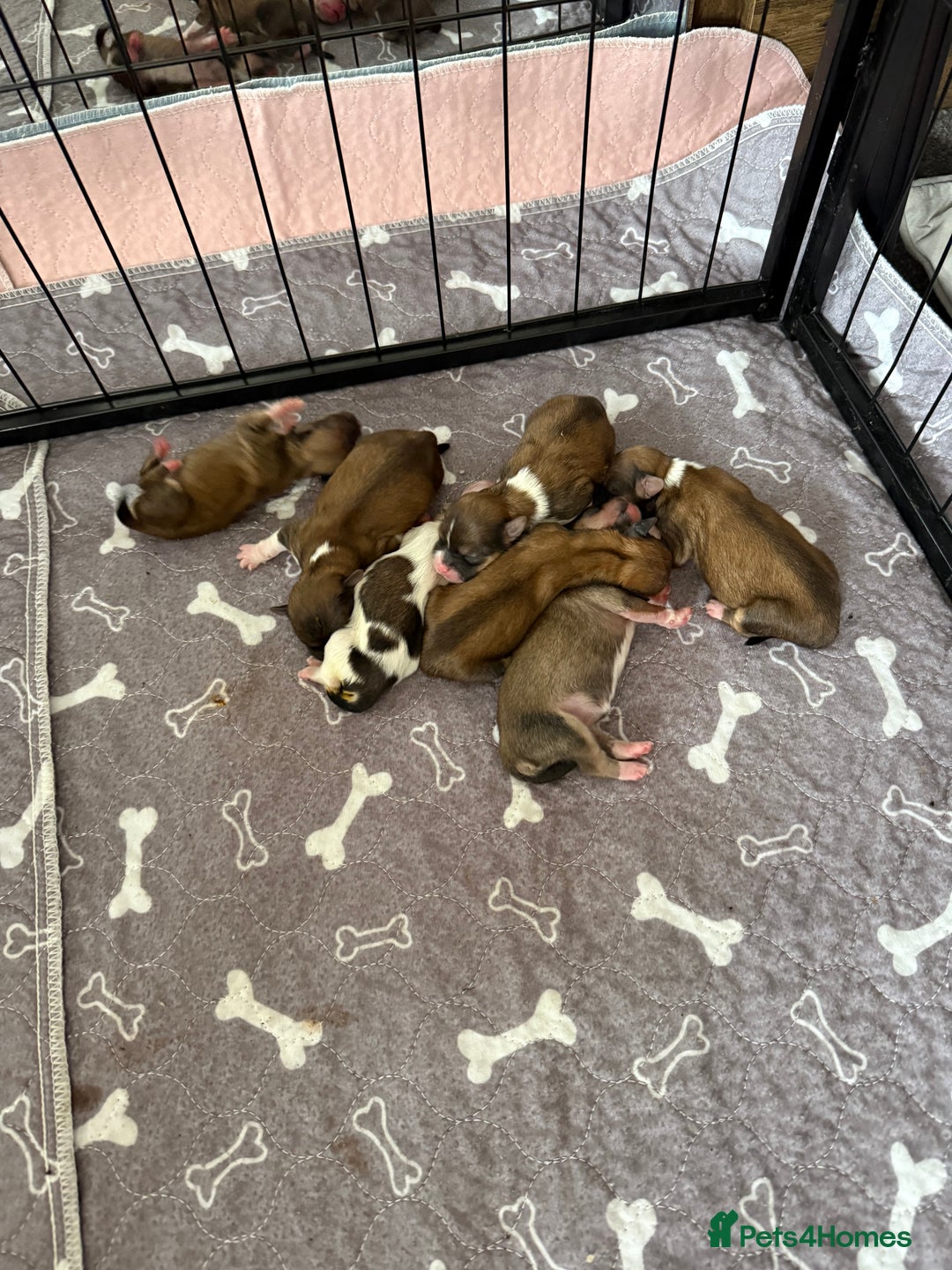 Lhasa Apso dogs for sale: 6 beautiful Lhasa apsos  - Image 18