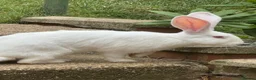 Continental Giant rabbits for sale: Male conti  - Advert 1