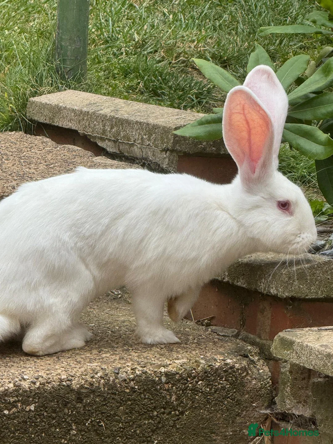 Continental Giant rabbits for sale: Male conti  - Advert 1