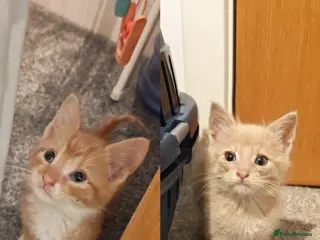Mixed Breed cats Adorable 2 kittens - creme and ginger - Advert 1
