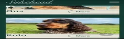 Cocker Spaniel dogs for sale: KC English Cocker Male Puppy - Advert 9