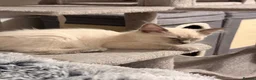 Ragamese cats for sale: Beautiful Ragamese kittens - Advert 10