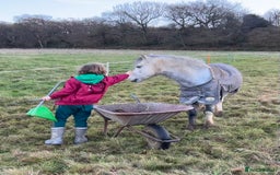 Welsh Section A horses for sale: Super pony ready for new family  - Image 5