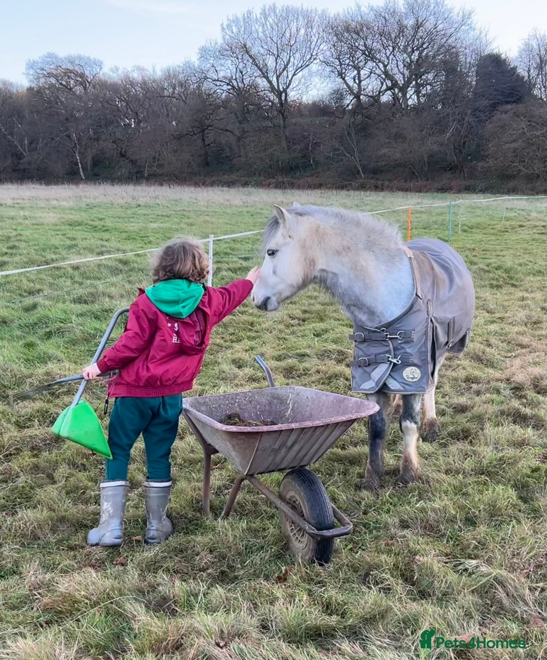 Welsh Section A horses for sale: Super pony ready for new family  - Image 5