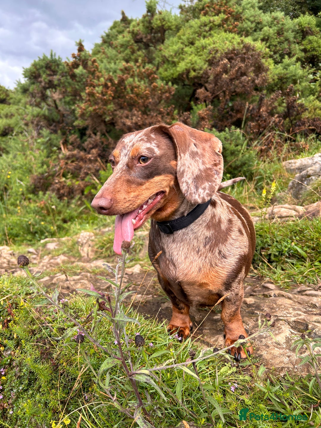 Miniature Dachshund dogs for sale: Dachshund for Rehoming  in Morecambe - Advert 7
