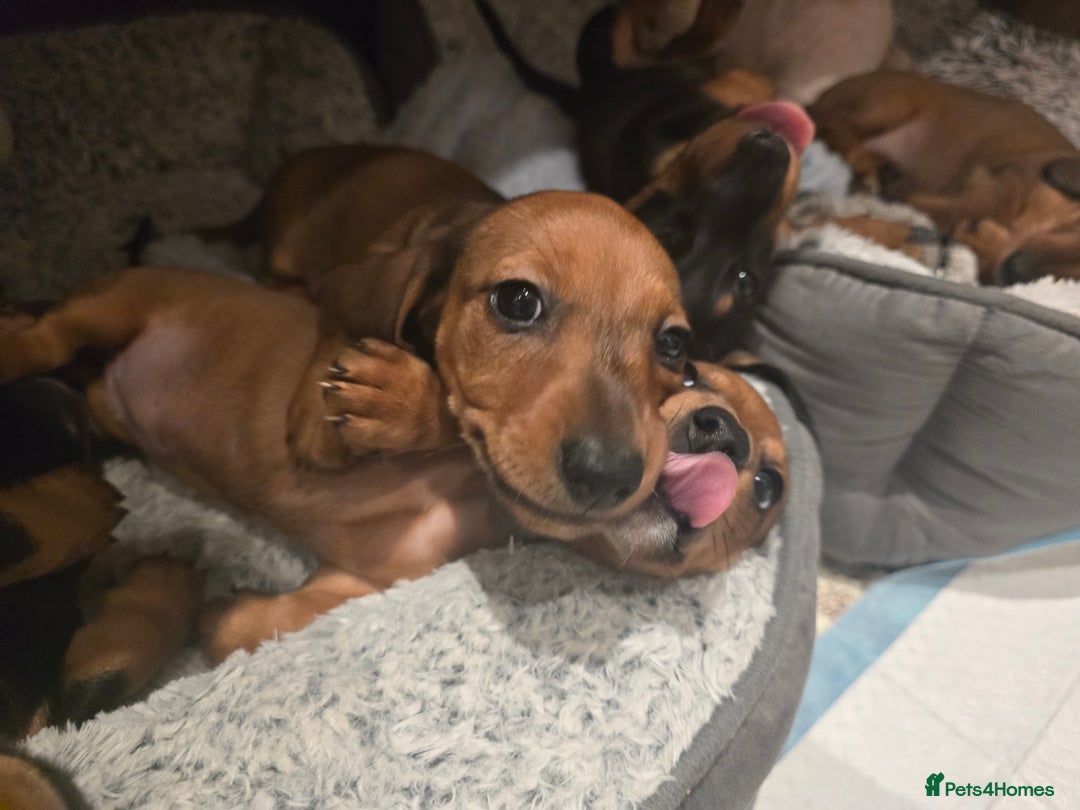 Miniature Dachshund dogs for sale: Miniature Dachshunds Seeking Forever Homes 3 LEFT - Advert 14