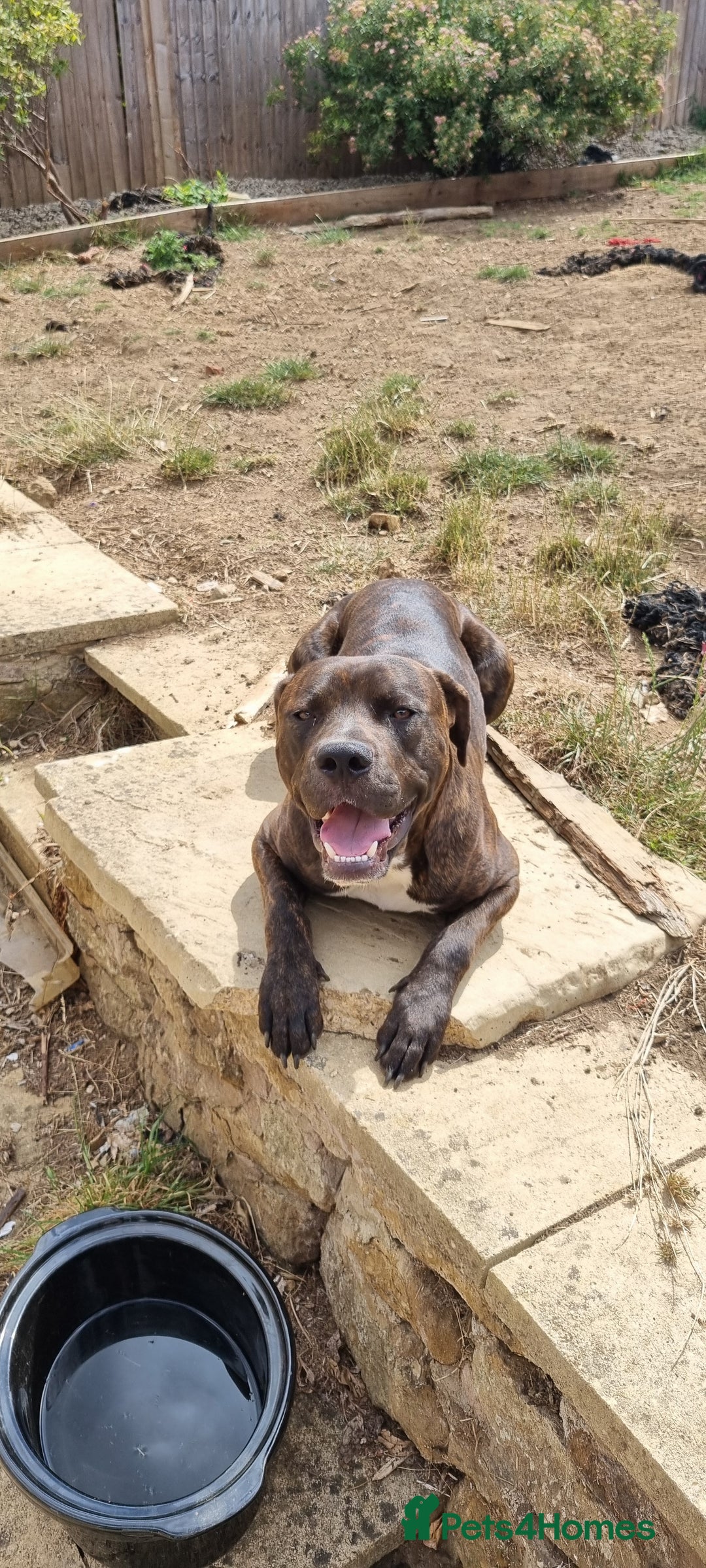 Mixed Breed dogs for sale: 2 lovely boys need a loving forever home - Image 4