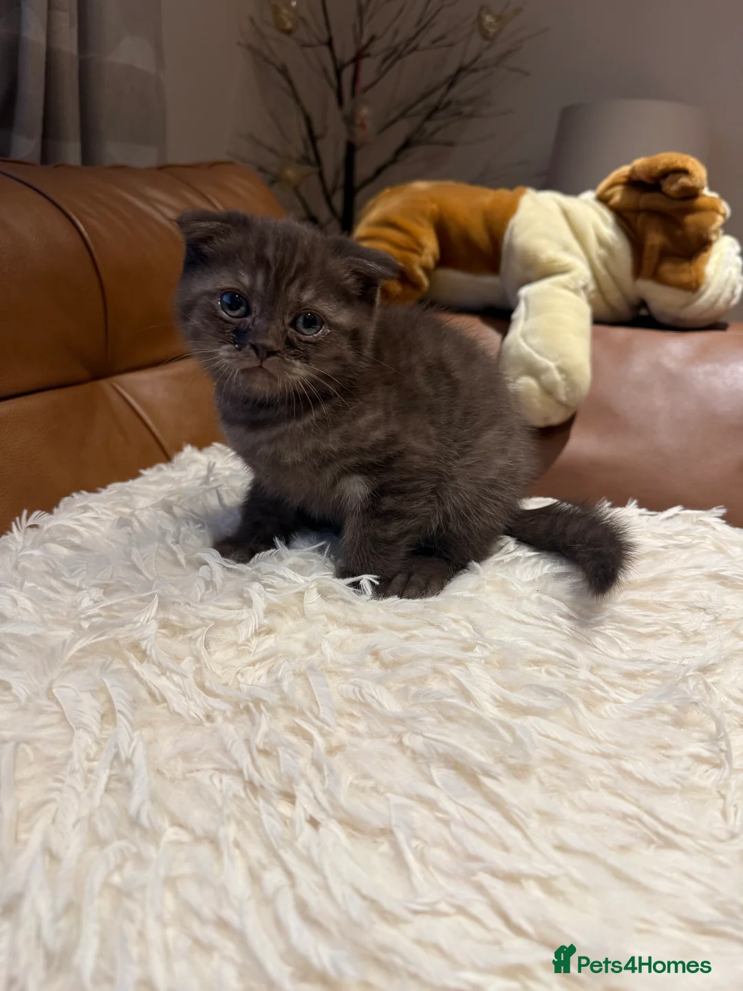 Scottish Fold cats for sale: Stunning BSH X Fold choc Boy  - Advert 14