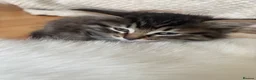 Mixed Breed cats for sale: One male one female fluffy kitten - Advert 7