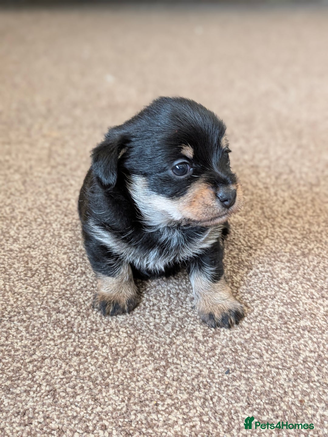 Mixed Breed dogs for sale: Pomchi x Dachshund 3 females  - Advert 11