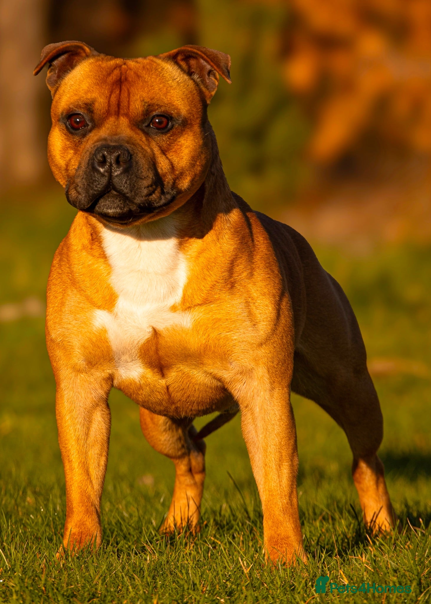 Staffordshire Bull Terrier dogs Top quality red and white sbt puppies - Advert 2