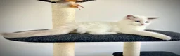 Ragdoll cats for sale: Last three ragdoll kittens! Don’t miss out! - Advert 2