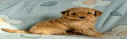Cockapoo dogs for sale:  ✨ beautiful girl available ready to leave ✨  - Advert 9