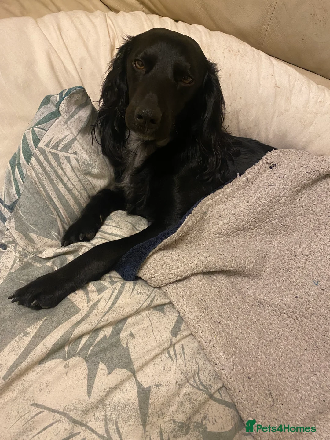 Cocker Spaniel dogs for sale: Pablo - Advert 1