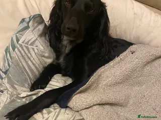 Cocker Spaniel dogs Pablo - Advert 1