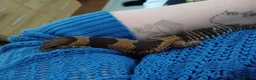Gecko reptiles for sale: African fat tail gecko plus full set up in Poole - Advert 17