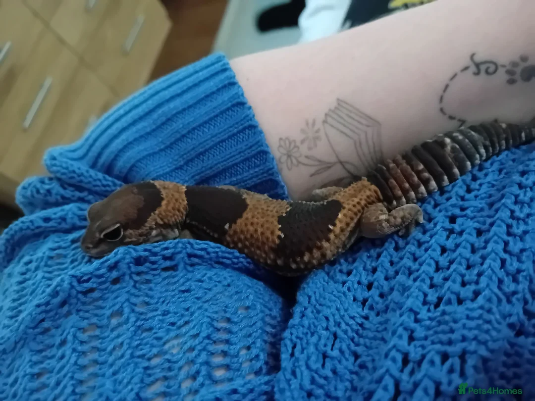 Gecko reptiles for sale: African fat tail gecko plus full set up in Poole - Advert 17