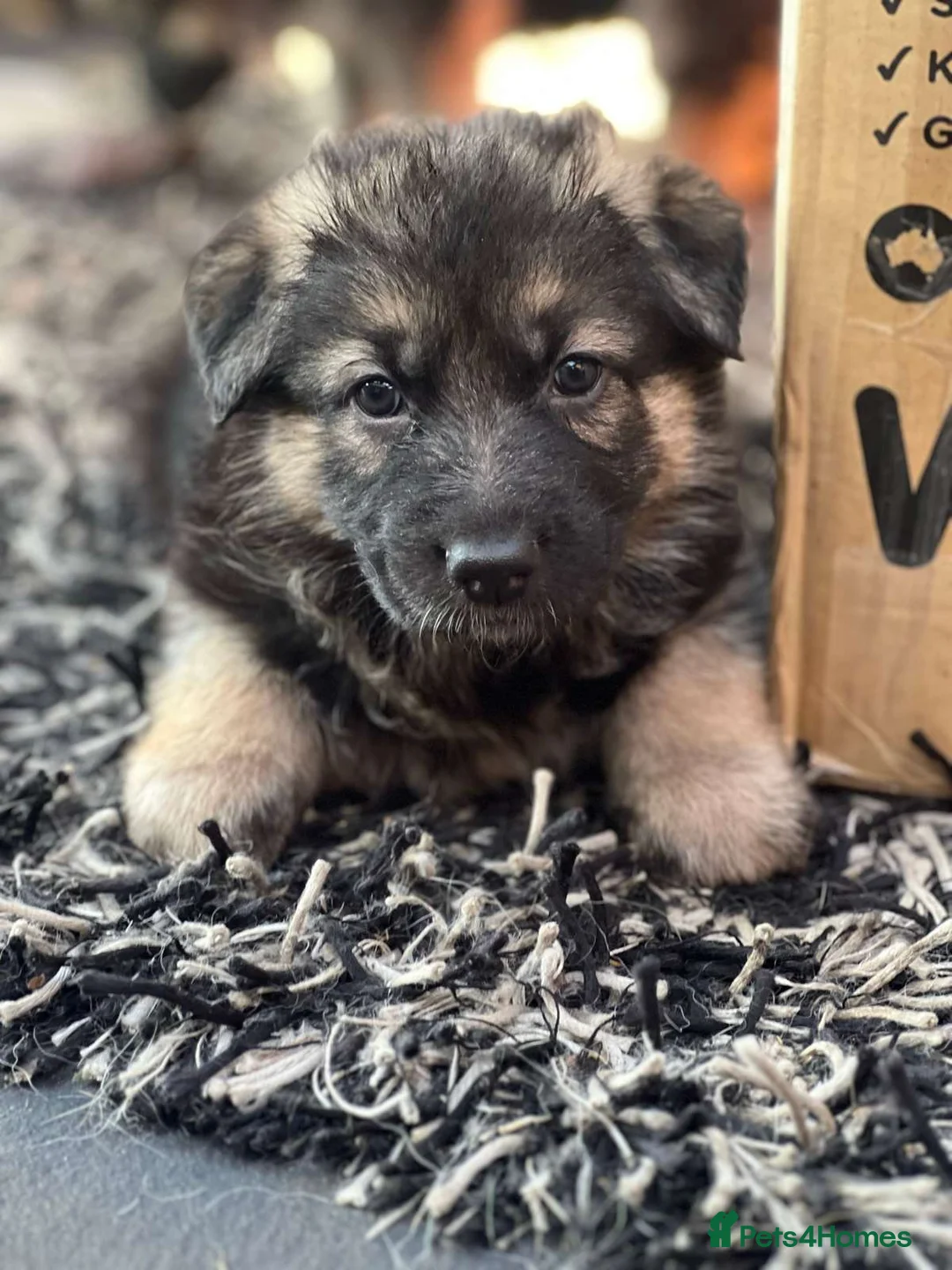 German Shepherd dogs for sale: Stunning German Shepherd Puppies for sale - Advert 2