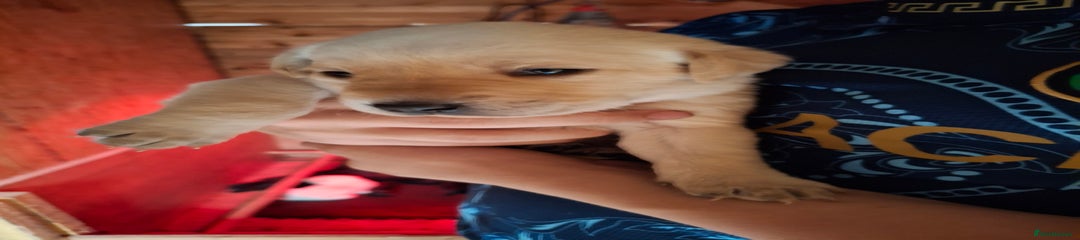 Labrador Retriever Puppy 4