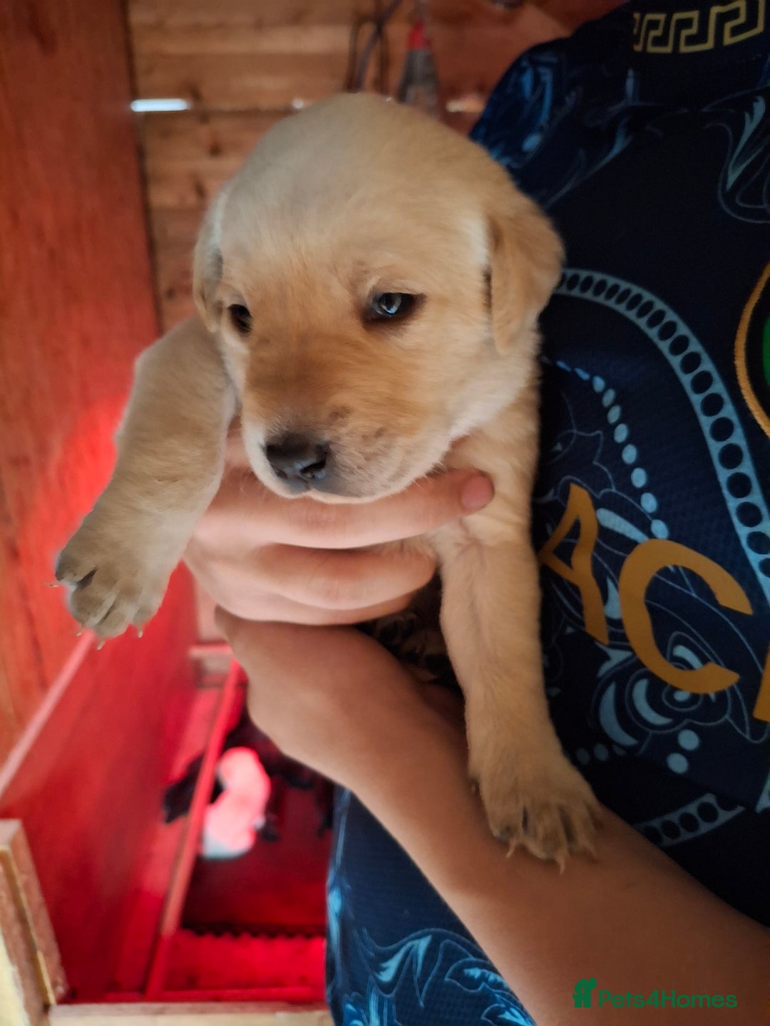 Labrador Retriever dogs for sale:  Labrador Pups (Health Tested) - Image 8