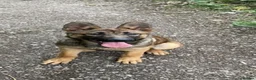 German Shepherd dogs for sale: Narla in London - Advert 6