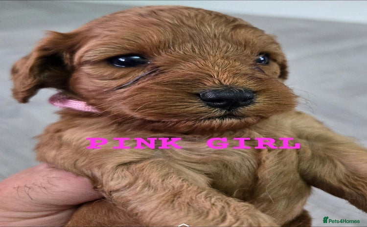 Cavapoo dogs - Advert 1