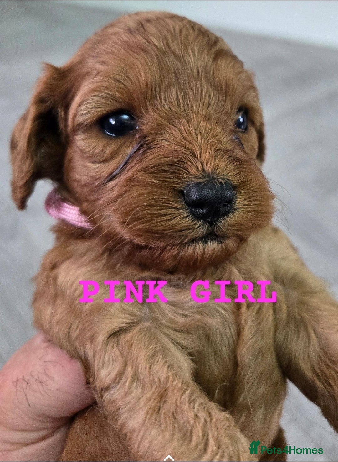 Cavapoo dogs for sale: cavapoo puppies - Image 1