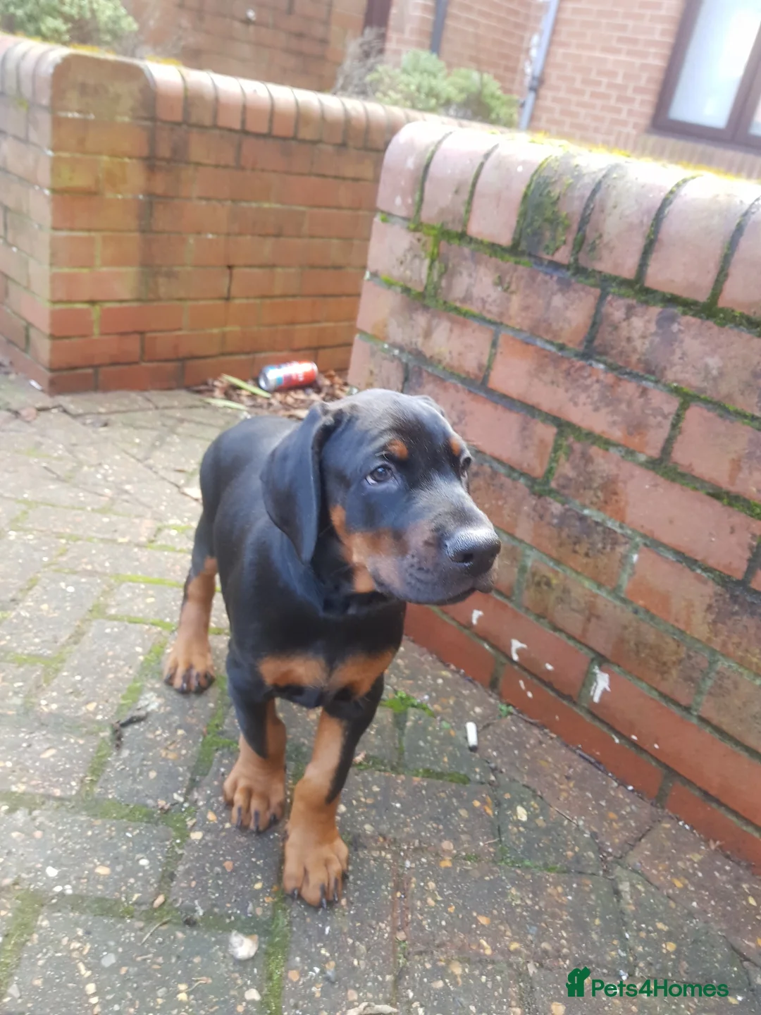 Dobermann dogs for stud: Proven Euro Doberman Stud in London - Advert 21